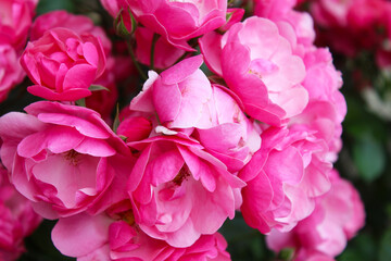 pink rose bush, floral background of pink roses