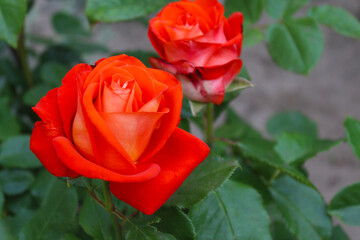 two red roses with green leaves on a blurred background, red rose in garden