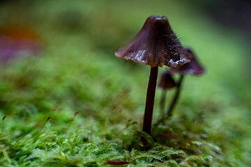 Fairytale roof
