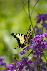 butterfly on flower