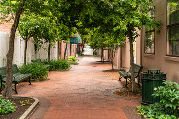 Quiet tree line brick walk way with park benches on sunny day