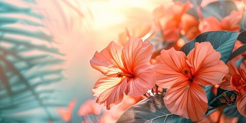 Obraz premium Closeup of vibrant orange hibiscus flowers with green leaves under warm sunlight