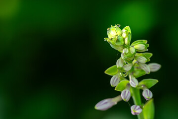 lily of the valley