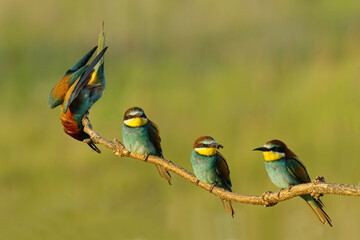 Flock of Bee eaters (Merops apiaster). Inside the colonially, portrait of four European bee eaters.