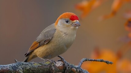  A red-headed bird sits on a tree branch against a blurred backdrop of leafy trees, their branches adorned with yellow and orange autumn leaves