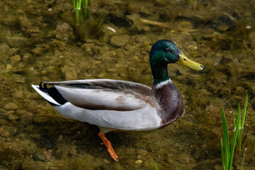 Focus on a male Mallard on a body of water in a public park in Nancy.