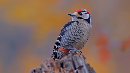  A red-bellied woodpecker perches before an orange, yellow, and blue backdrop Tree stump is its proximity Sky, faintly discernible, is blur
