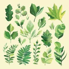 A collection of various green leaves illustrated on a light background, showcasing different shapes and sizes of foliage.