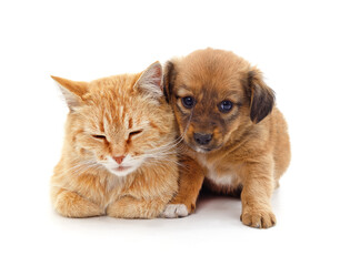 Puppy and cat.