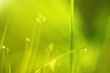 grass with dew drops