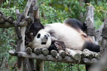 Funny pose of Sleeping Panda on the wood structure, Chengdu Panda Base, China