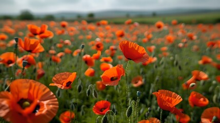 Obraz premium Beautiful vibrant field of red poppies. A close-up view showing stunning orange flowers in bloom. Ideal for nature, floral, or background themes. AI