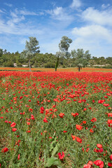Wild poppies field in Provence, southern France