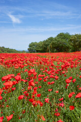 Wild poppies field in Provence, southern France