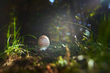 Amanita muscaria