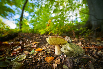 Boletus edulis