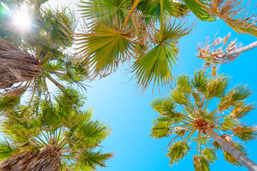 Clear Blue Sky Framed by Dense Palm Tree Crowns