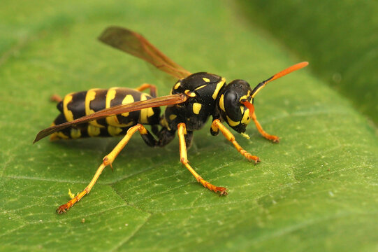 Closeup on a French paperwasp, Polistes dominula parasited by Xenos vesparum
