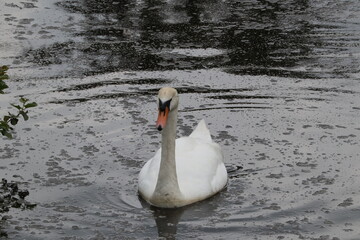 Swan in Bradgate park 