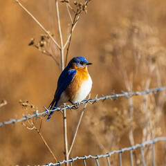 This male Bluebird is taking a break on a barbed-wire fence.  You can tell it is winter by the uniform brown background.