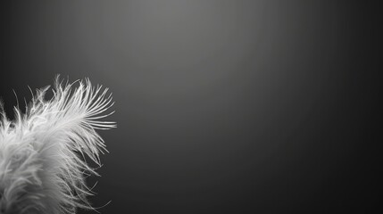  A monochrome image of a white bird's feathers against a black background