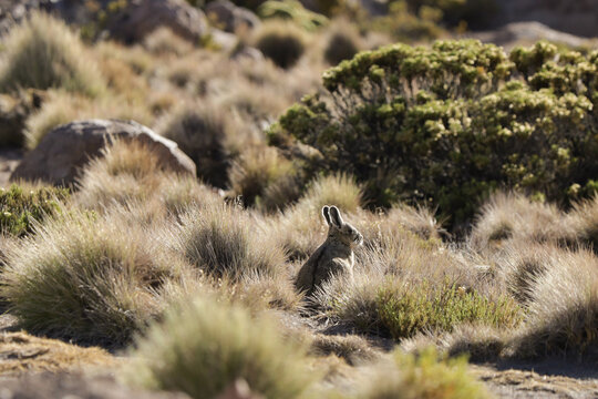 Rabbit enjoys the last rays of the sun near the Parinacota statovolcano on the border between Bolivia and Chile