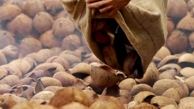 laborer smoke drying coconut meat for copra production, manual harvesting and processing