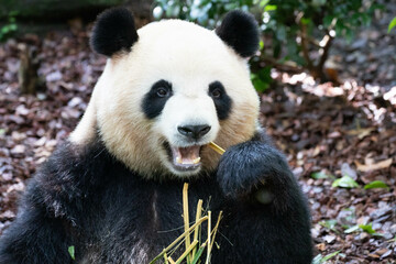 Fototapeta premium Close up Fluffy Face of Female Panda, Mei Lan , Panda Valley, China