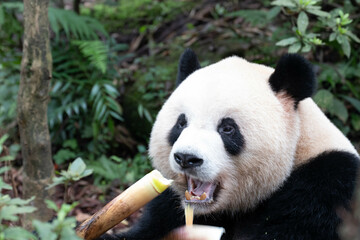 Close up Fluffy Face of Male Panda, Ao Liao, Panda Valley, China