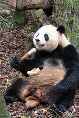 Fototapeta premium Close up Fluffy Face of Male Panda, Ao Liao, Panda Valley, China