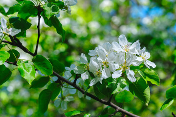 A tree with white flowers is in full bloom. The flowers are small and white, and they are scattered throughout the tree. The leaves are green and lush, and the tree is surrounded by other trees