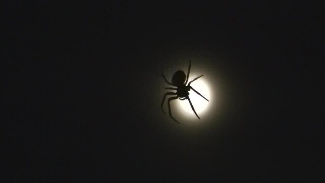Spider hanging on invisible spider web and moved by wind at night against background of black sky and light of full moon - close up shot with zoom in and zoom out.