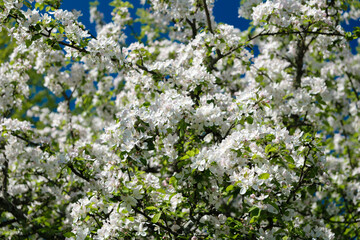 Obraz premium A tree with white flowers is in full bloom. The flowers are small and white, and they are scattered throughout the tree. The leaves are green and lush, and the tree is surrounded by other trees