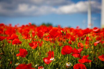 A whole field is full of red blooming poppies