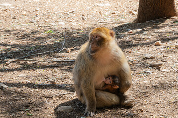 Bertuccia while breastfeeding a puppy