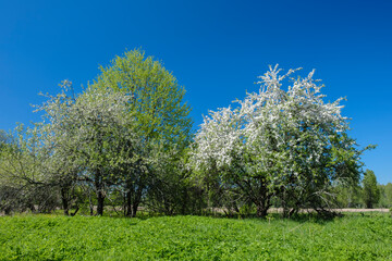 A field of trees with a blue sky in the background. The trees are full of white blossoms