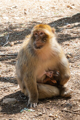 Bertuccia while breastfeeding a puppy