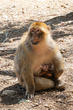 Bertuccia while breastfeeding a puppy