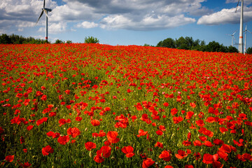 A whole field is full of red blooming poppies