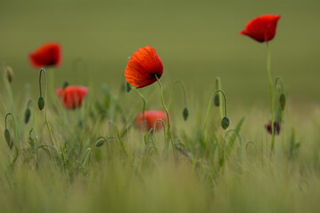 Obraz premium Aufnahme von wilden Mohnblumen, an einem Feldrand.