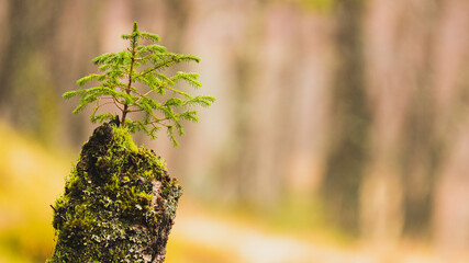 A small spruce tree grows from a birch trunk