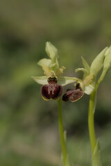 Early Spider Orchid at Samphire Hoe in Kent