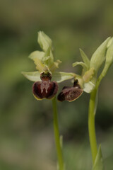 Early Spider Orchid at Samphire Hoe in Kent