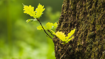 Oak leaves on an oak branch