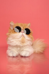 gatita persa con lentes