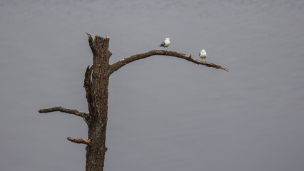 Seagulls sitting on a tree branch