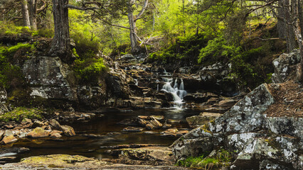 Stone waterfall and pine trees
