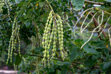 Vagem de Colar, Sophora tomentosa ou vagem de colar amarelo
