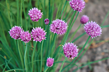 Purple onion flowers in the garden in the village. close-up