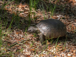 Threatened Gopher Tortoise